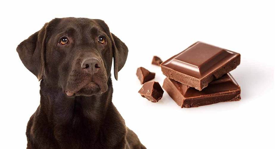 狗可以吃巧克力