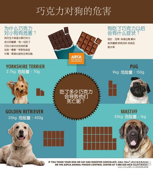 狗狗吃巧克力了怎么办